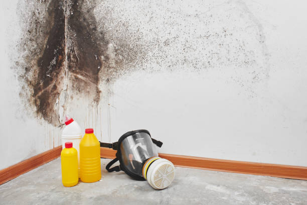 Professional Mold Removal in Eagle, NE