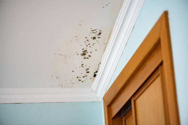 Best Mold Damage Repair  in Eagle, NE