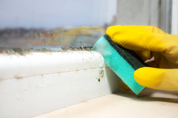 Best Mold Removal Process  in Eagle, NE
