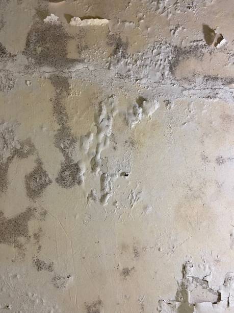 Best Toxic Mold Removal  in Eagle, NE